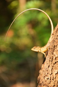 Bartagame