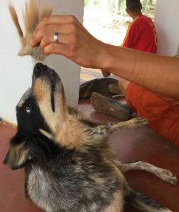 Marley Dreadlocks ASA