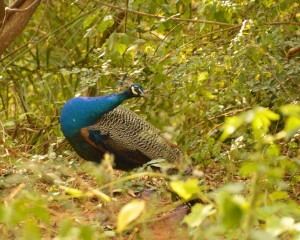 Pfau