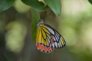Schmetterling