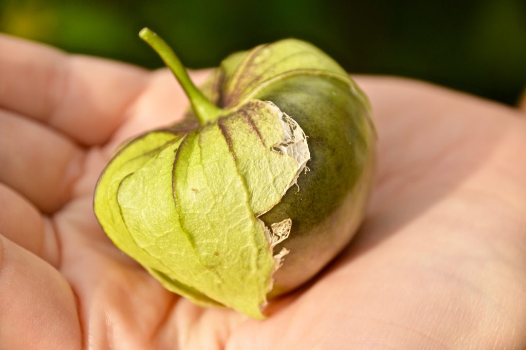 Tomatillo im Bio-Garten von TamanGa in Gamlitz