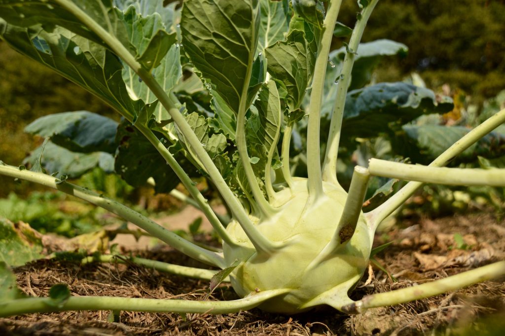 Kohlrabi im Bio-Garten von TamanGa in Gamlitz