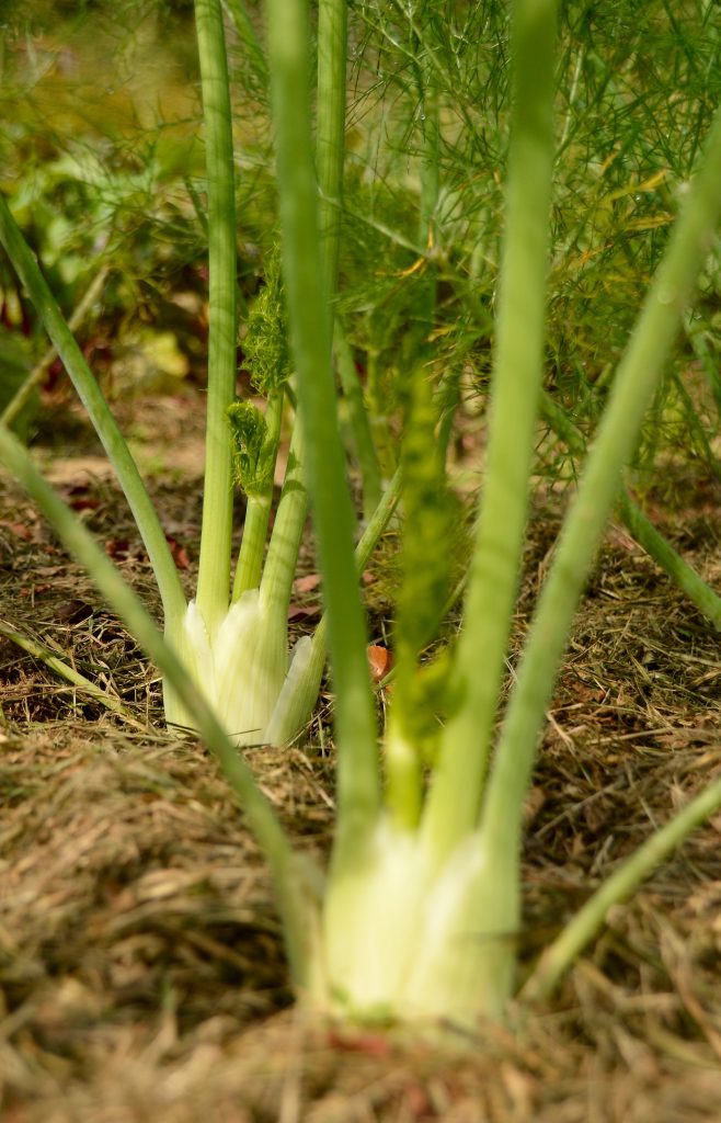 Frischer Fenchel im Bio-Garten von TamanGa in Gamlitz