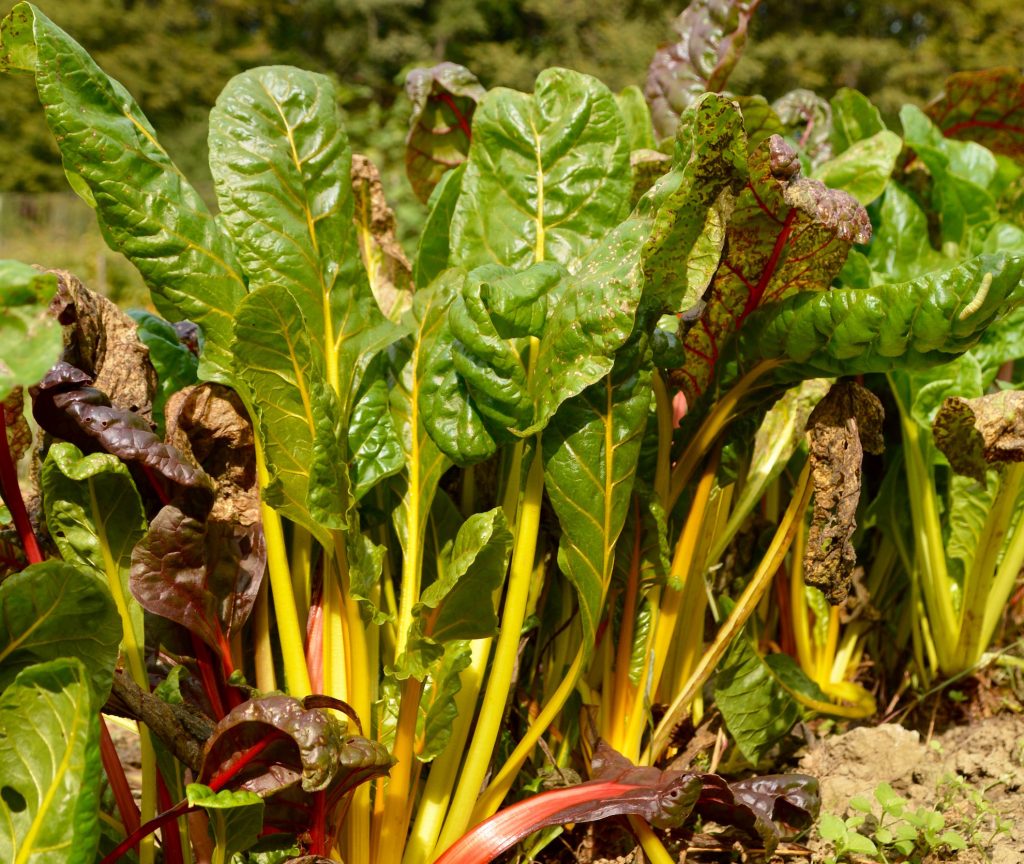 Farbenprächtiger Mangold im Bio-Garten von TamanGa in Gamlitz