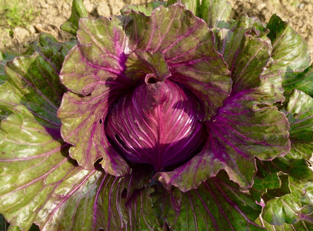 Rotkohl im Bio-Garten von TamanGa in Gamlitz